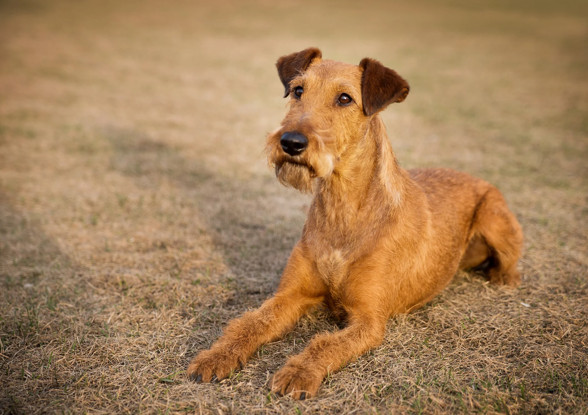 Chien de race Terrier irlandais